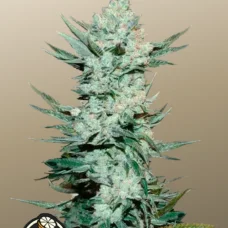 TANGIE Auto